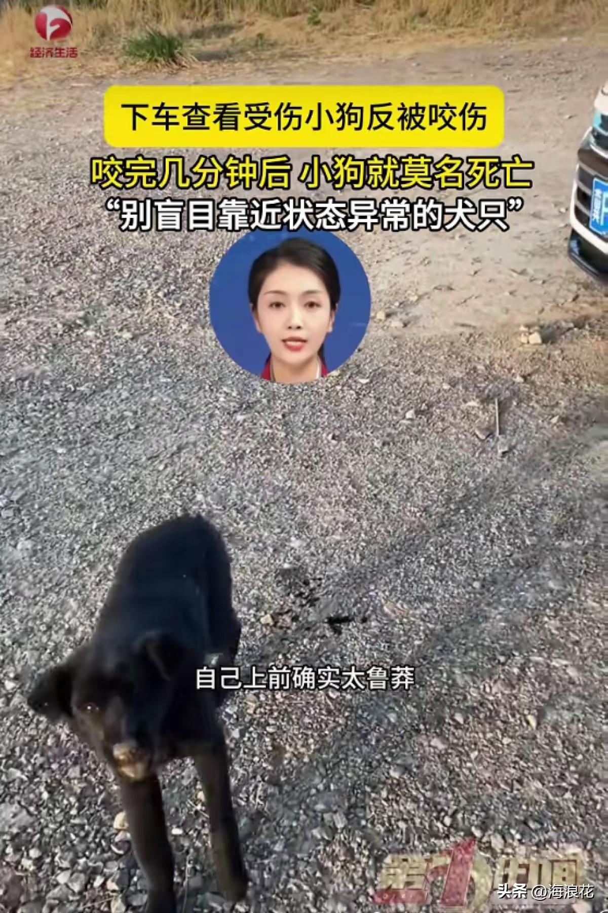 天津女子下车查看受伤的小狗，被狗咬伤，小狗很快就死亡了。

近日，天津一女子发现