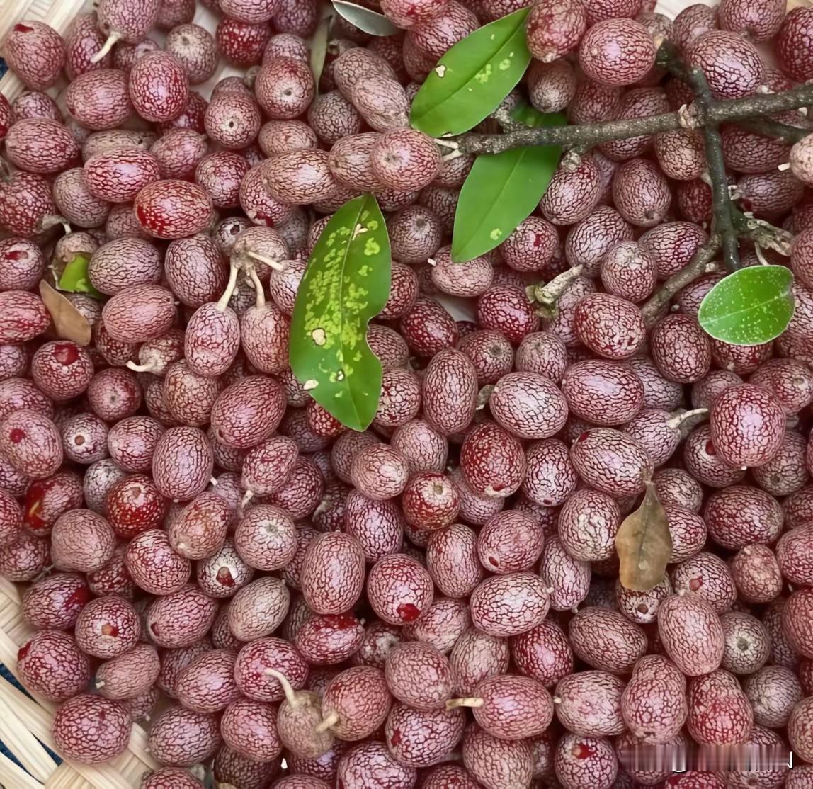 山上摘到一堆奇特野果，满身白花纹，有认识的吗？
进山逛山林，摘回来满满一筐野果子