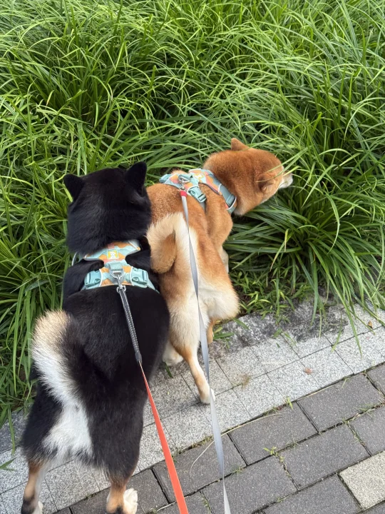 猜猜哪只又争又抢