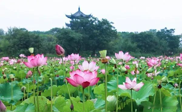 观莲
           一
层层莲盖笔尖高，
阵阵蛙声涌似潮。
鱼戏蜓飞堪入