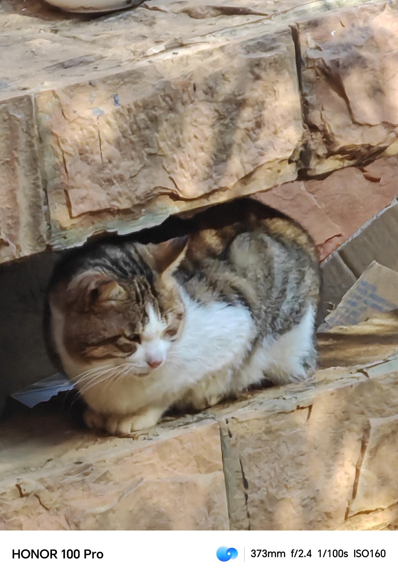 ，有人投喂 看上去干净可爱，一只被养得肥肥的，不爱动弹 ，看样子需要运动减减肥了