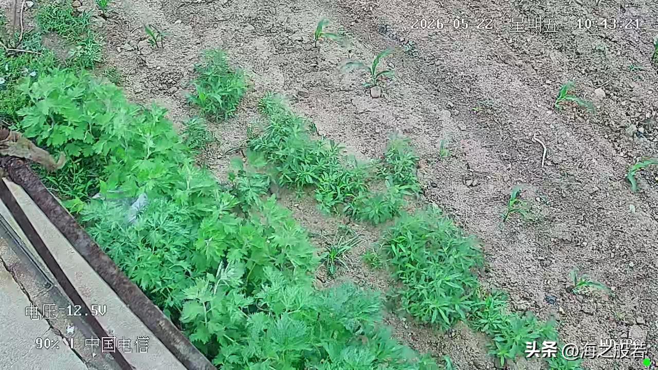 我家的后花园，一片小绿苗正在茁壮成长，老爸的辛苦劳动终于有了成果，这旺盛的生命力