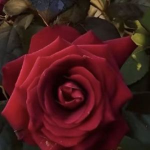 玫瑰种植方法一、时间：玫瑰花除了采用扦插的方式进行繁殖之外，还可以选择播种的方式