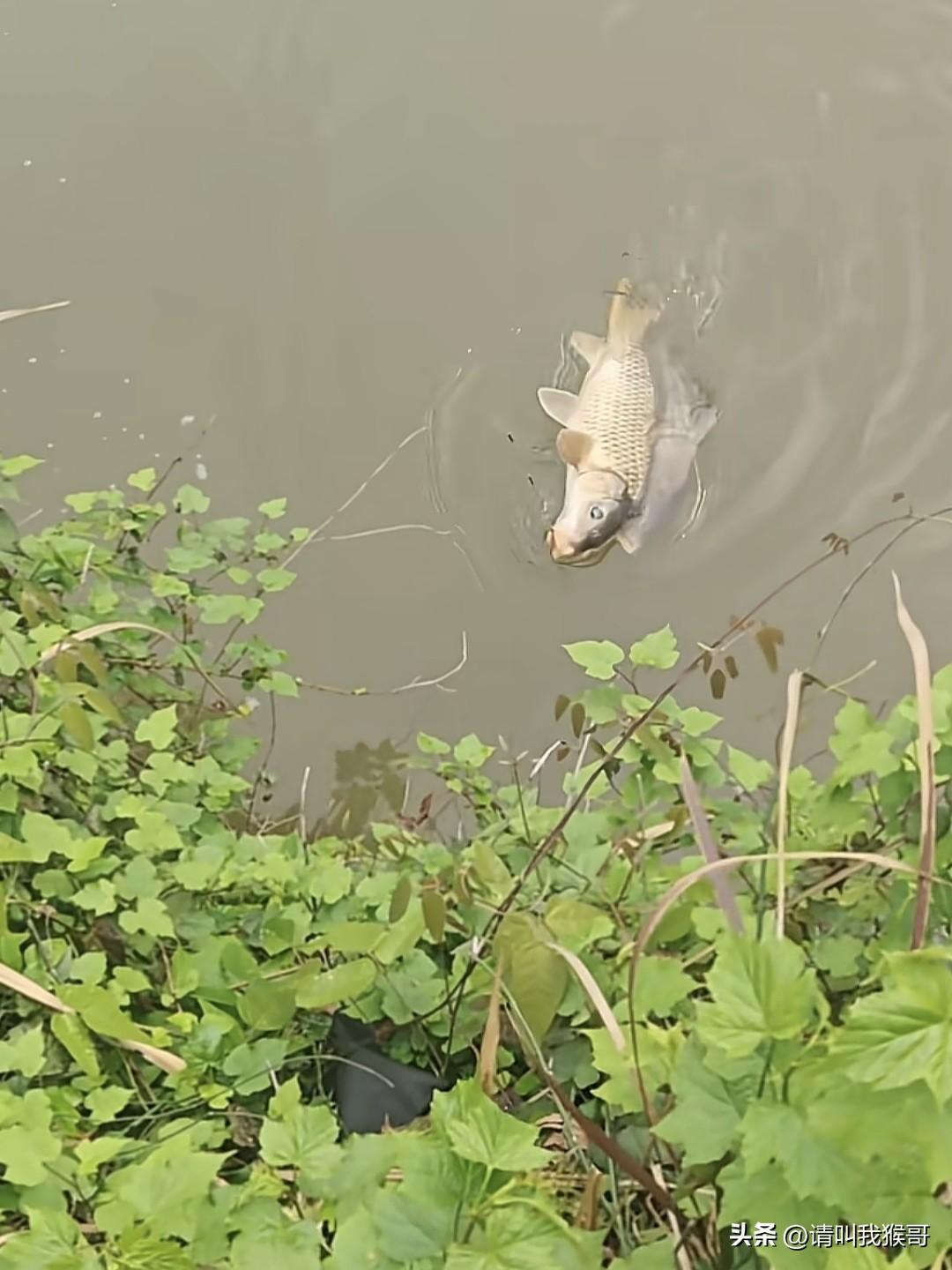 第一次看到这么深情的鱼类，幸运的是它碰到了一个心善的钓鱼人，最后放生了……