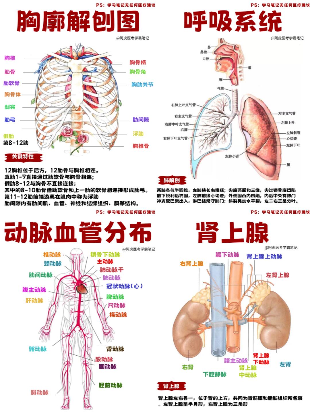 阿虎医考学霸笔记📒：系统解刨学3👆