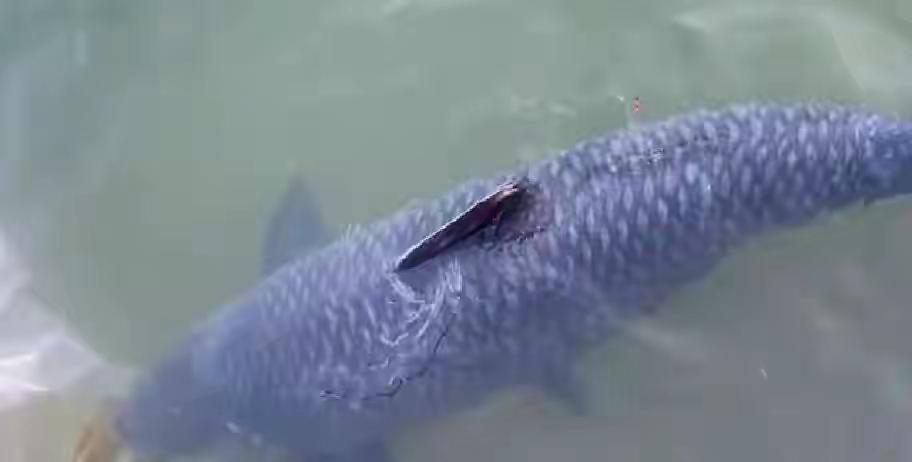 11月26日，一位广西老表去了融江河洛崖段钓鱼，整天的观感就两个字：出乎意料。先