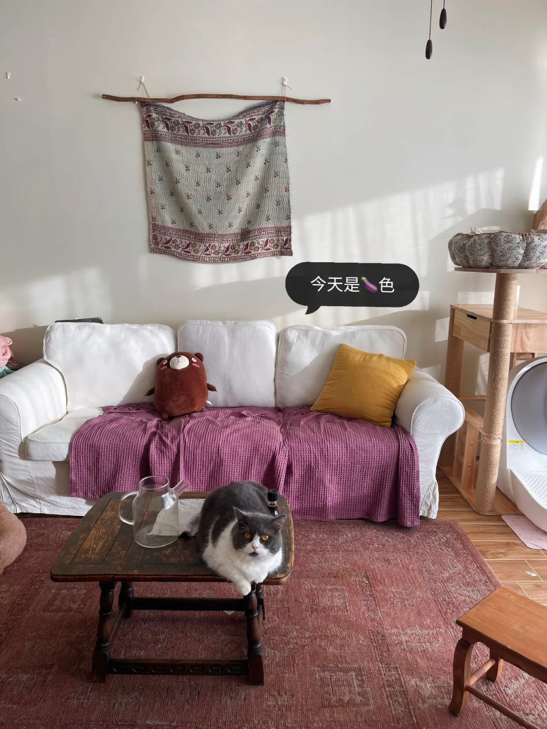 与5只🐱🐶  在海边的旅居生活