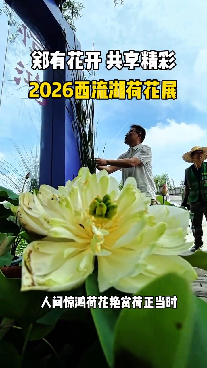 郑有花开共享精彩，2026西流湖荷花展。
人间惊鸿荷花艳，赏荷正当时。