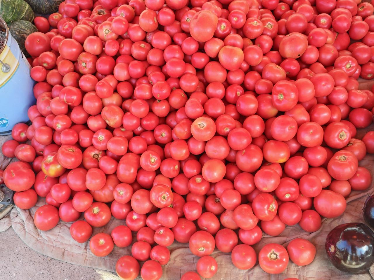 瞧瞧，这红扑扑的西红柿🍅，在我们运城盐湖西街早市，卖一元一斤。是不是挺便宜！