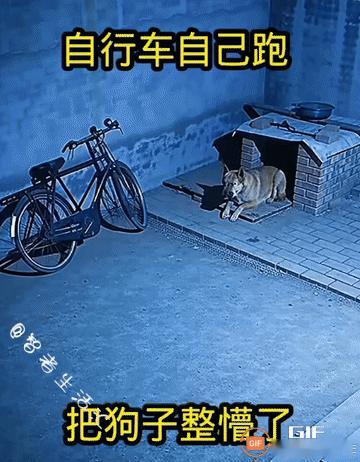 生活里总有一些离奇瞬间，连身边敏锐的小动物都察觉到不对劲，一时很难用常理去拆解。