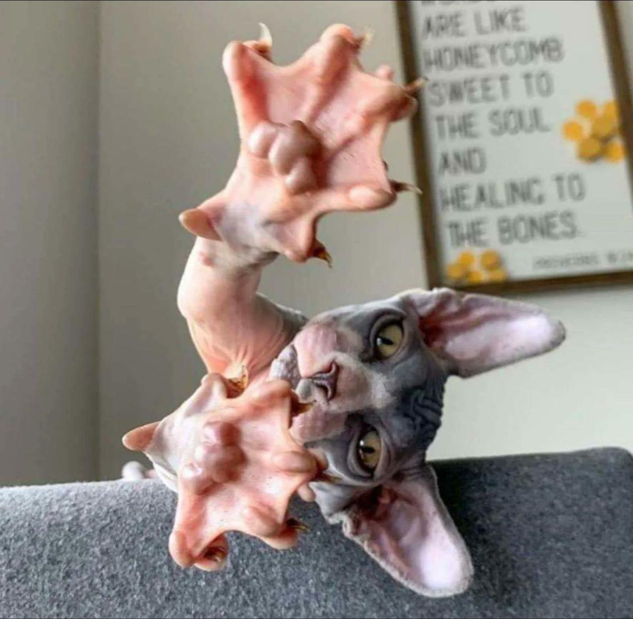 它很帅吗？斯芬克斯猫爪底的样子：尽管斯芬克斯猫的爪子看起来皱巴巴的，但它们的爪垫