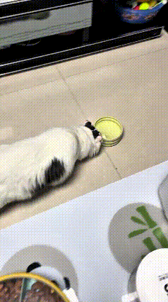 乖乖嘞，俺家这小猫也太自恋了！
趴着用脑袋一点点，把自己喝水小碗推到镜子跟前。