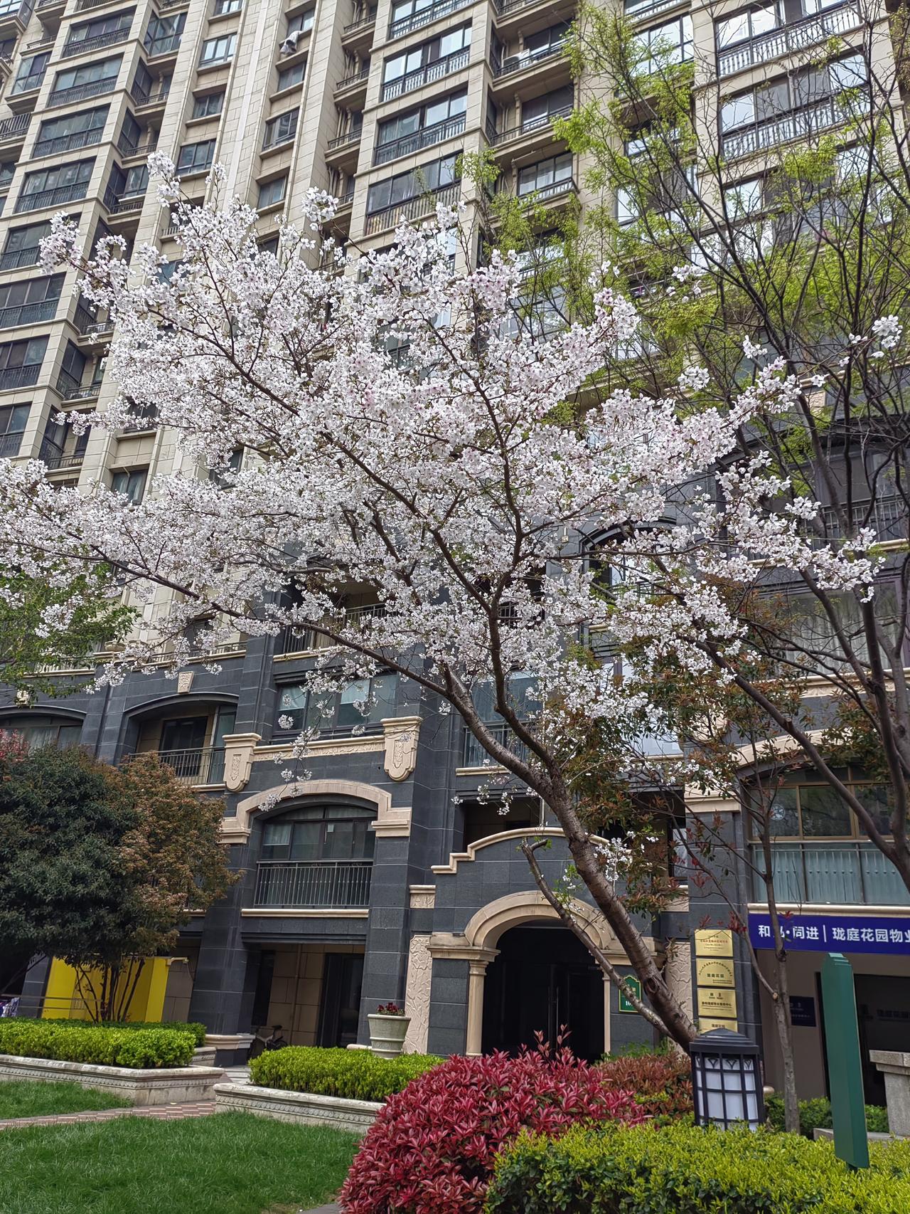 有没有漂亮的花朵图片吗小区里的樱花争奇斗艳，没有绿叶点缀，满枝繁花如云似雪，风一