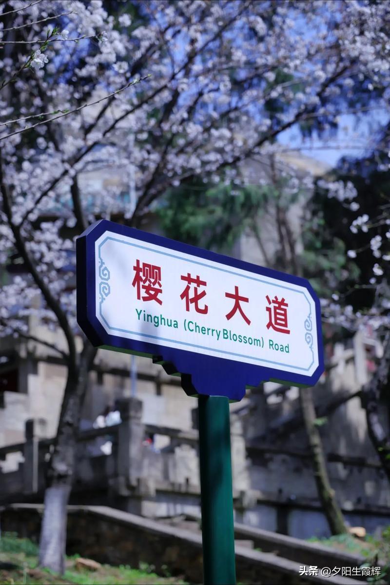 |
背锅侠！
樱花何其罪？武大何其错？网爆何其畏！万千子弟竟齐喑。
樱花大道何人