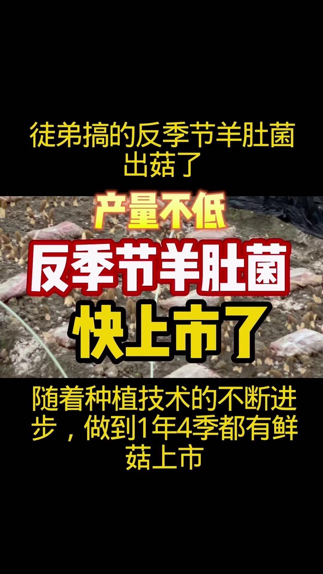 🔥徒弟反季节羊肚菌要上市了！他这管理经验越来越棒，值得夸夸～从菌种选择到采摘时