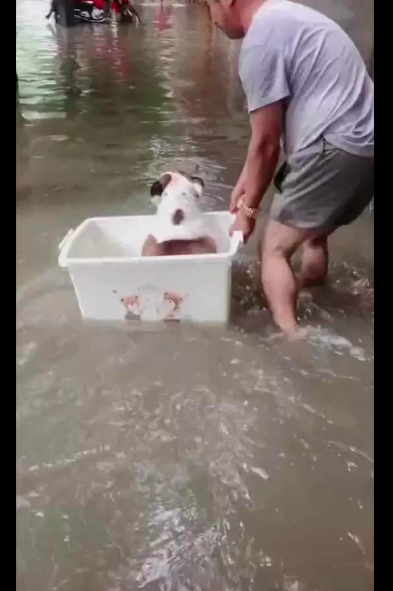 【外面街道被水淹了，狗狗还坚持出门上厕所，主人只好用桶载着它】有这么一位网友，家