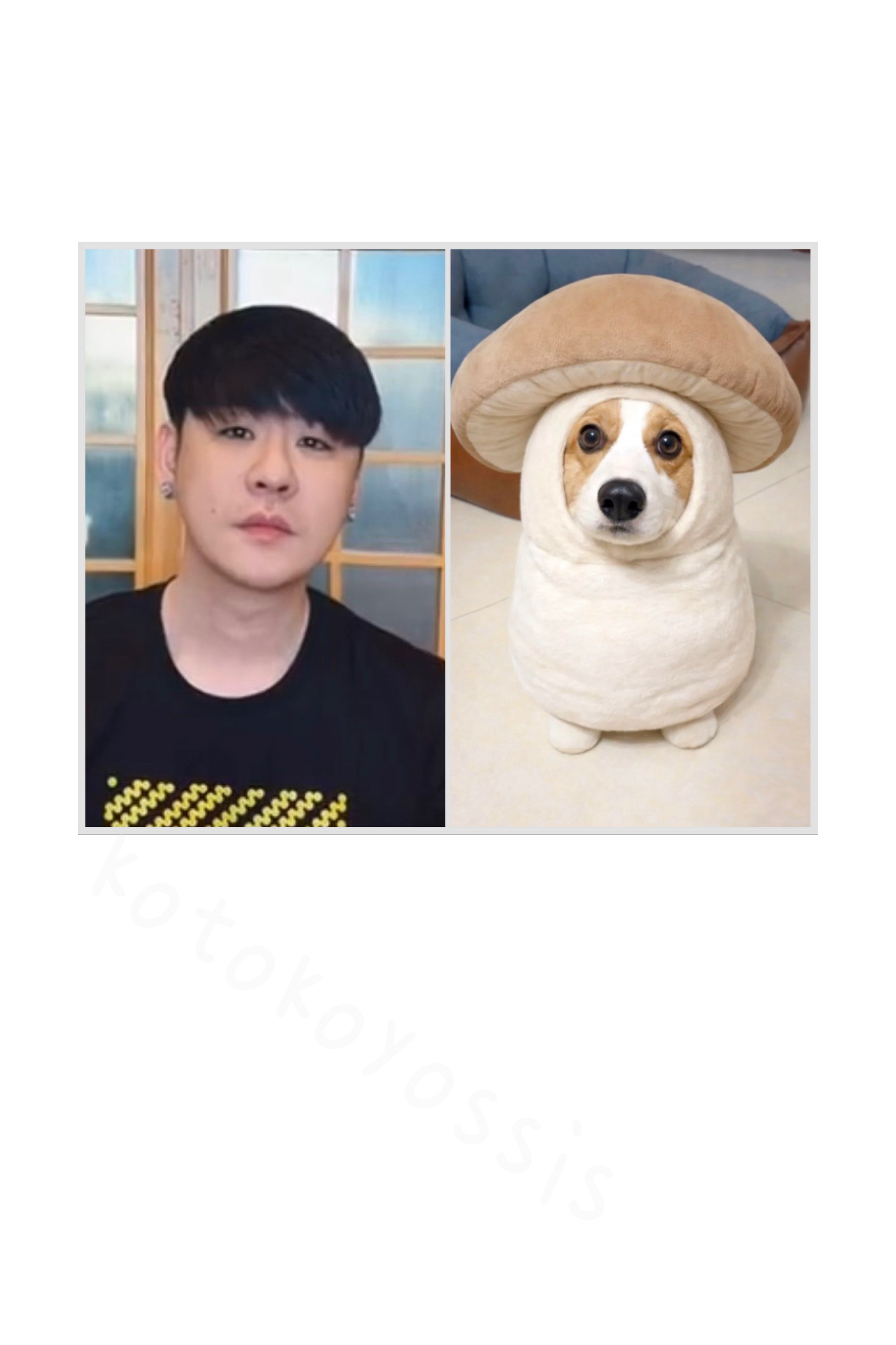🐶+🍄🟫=？ 