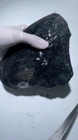 这河蚌不干净了