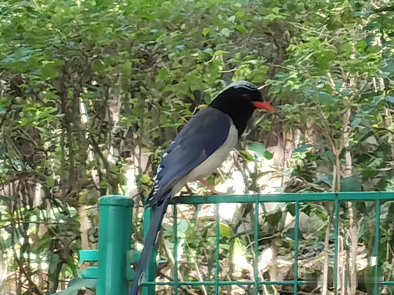 小时候听大人讲这是“蛇”鸟，它追着你跑的时候，你要跑s型，它就追不上你了。