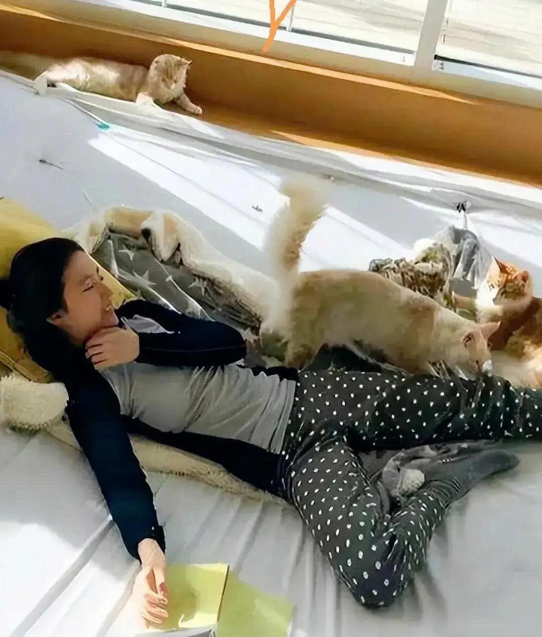 刘亦菲真是人靓心也好，在她那座豪宅里竟然喂了50多只猫咪，每一只都吃得圆滚滚的，