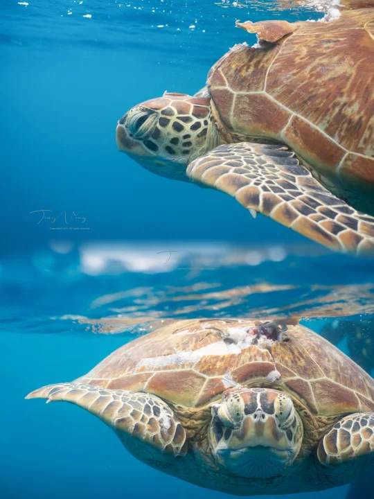 看海龟时遇到的心碎瞬间🥲…