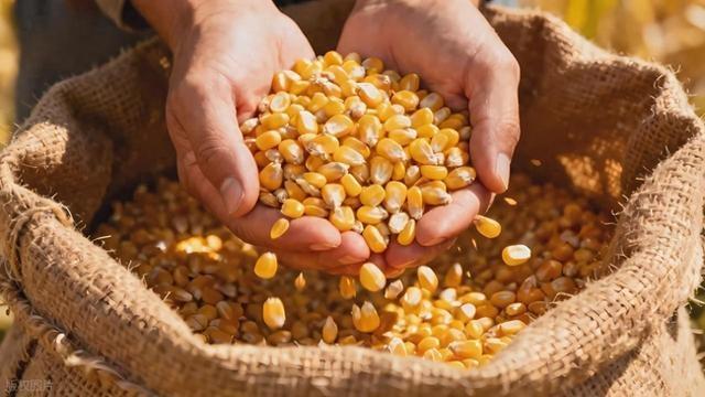 2025年11月5日，玉米价格可真是热闹！全国玉米价格涨跌互现，山东、河南、东北