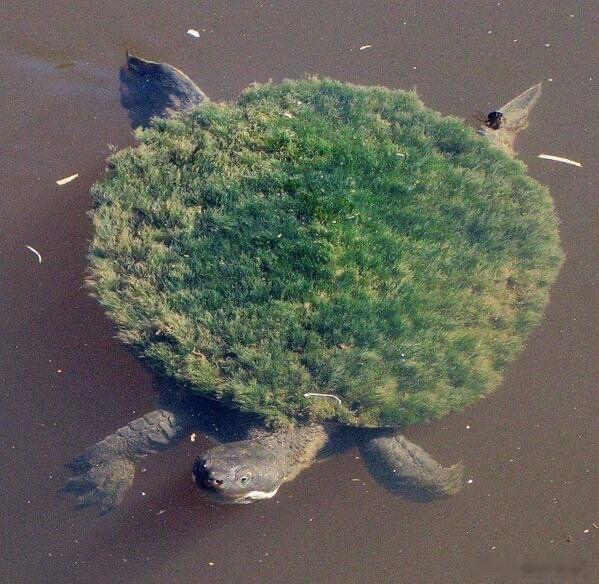 🐢 一眼扫过去，你可能会以为这是一块在河底躺了上百年的烂木头，或者某位朋克艺术