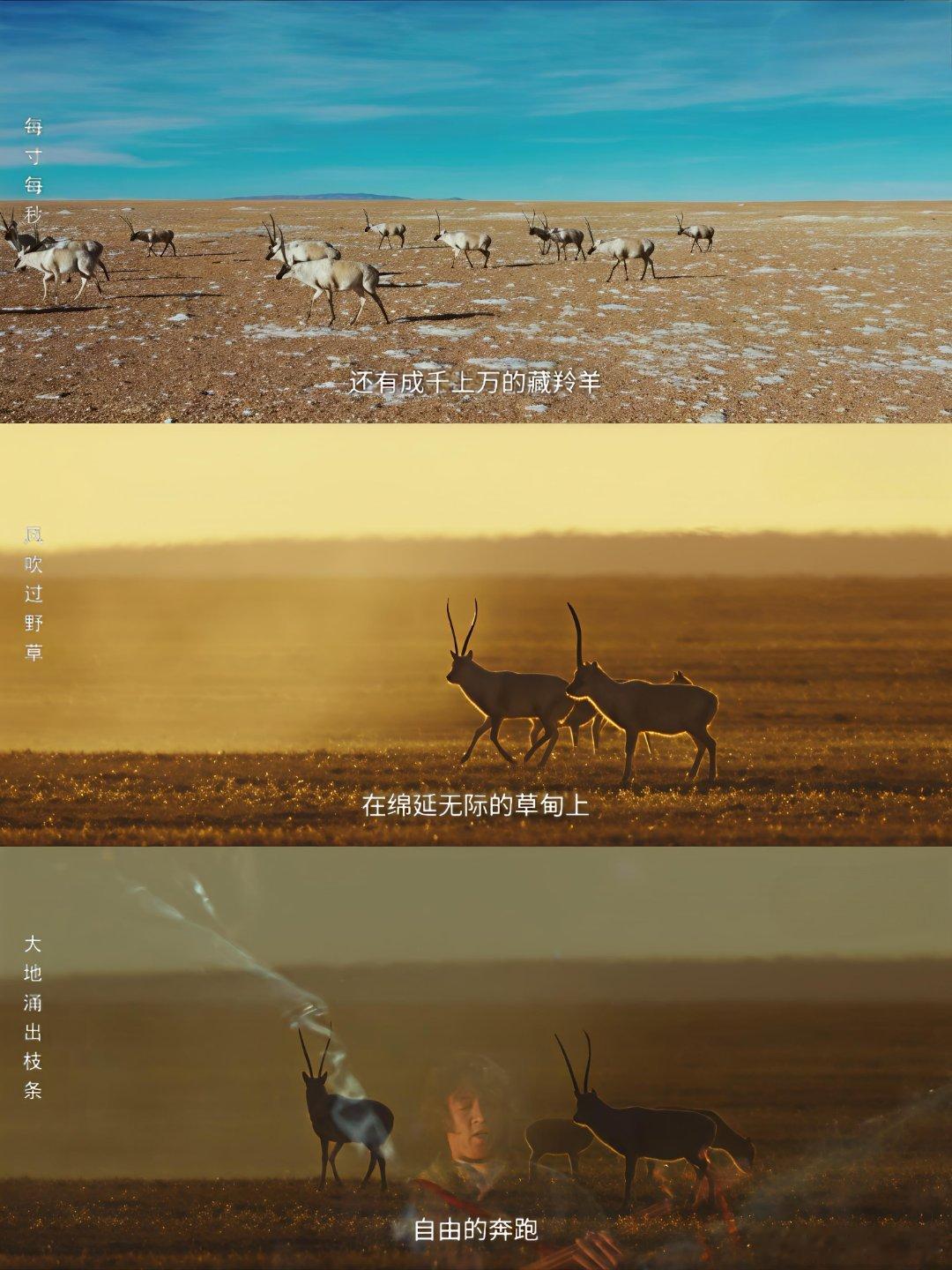 没人能走出生命树这五分钟白警官直接封神独白循环播放根本出不去！护林巡山又燃又好哭