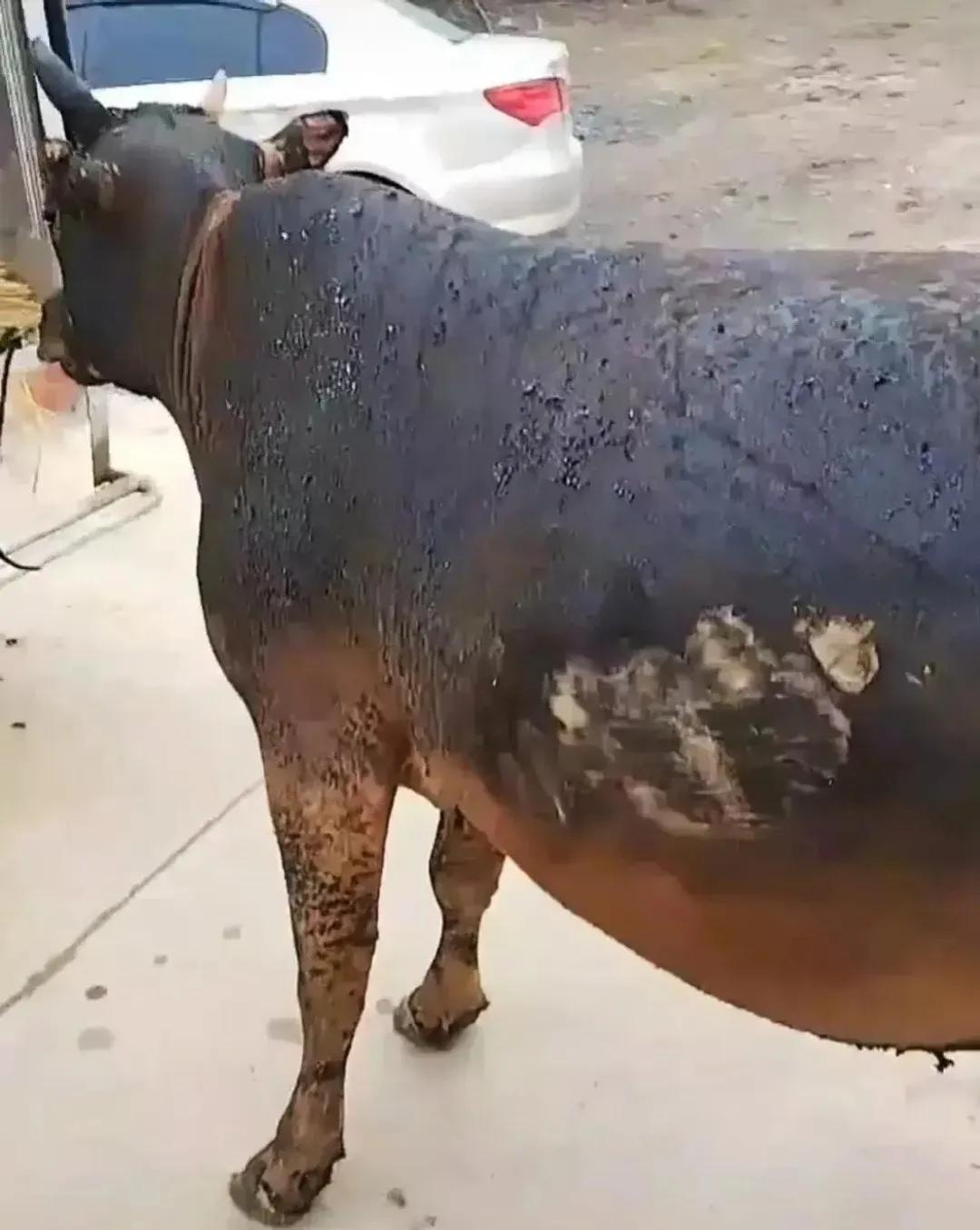 贵州山火过后的牛坚强，有网友发出来这大火过后，受烧伤的牛，已经找回了家，看着这烧