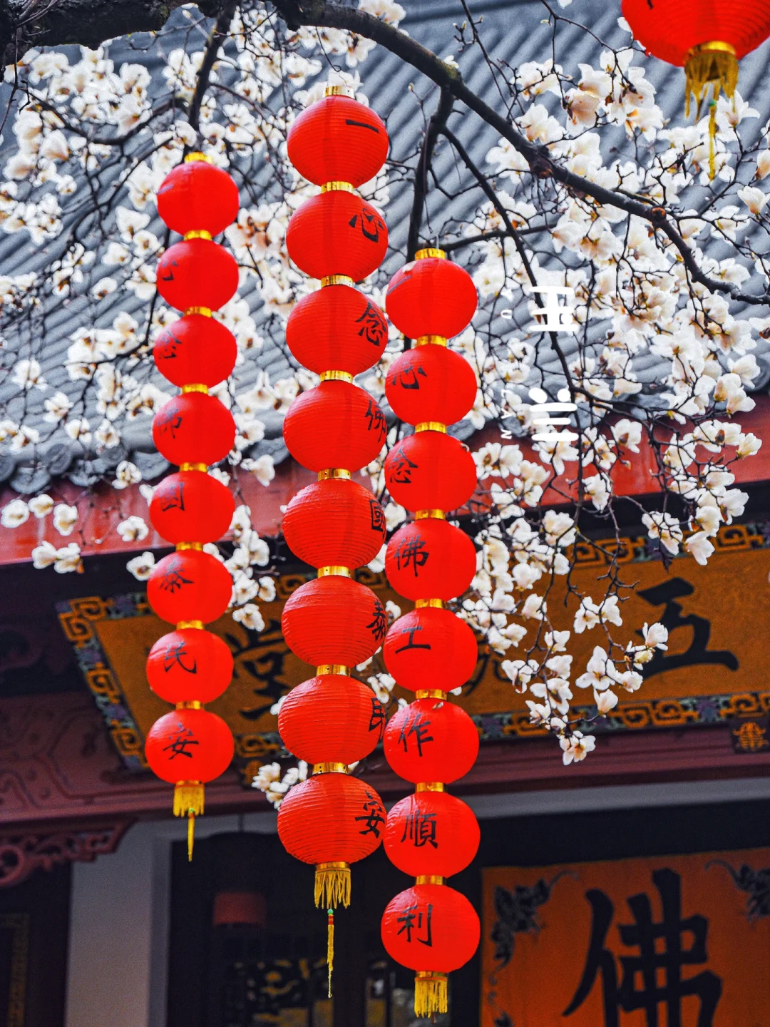 五天后丨法喜寺500年玉兰即将绽放 📣‼️