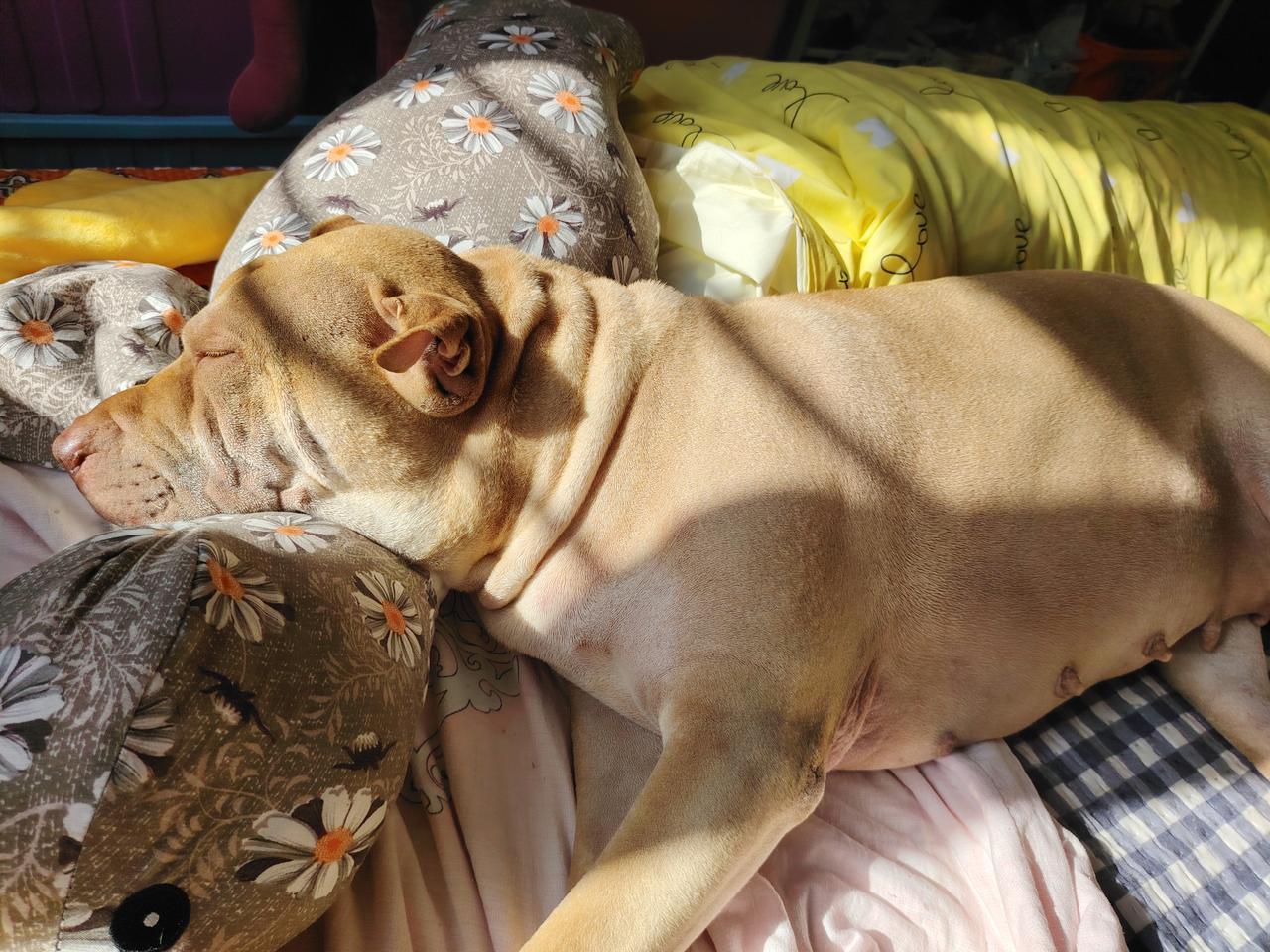 晒晒你家小狗的照片