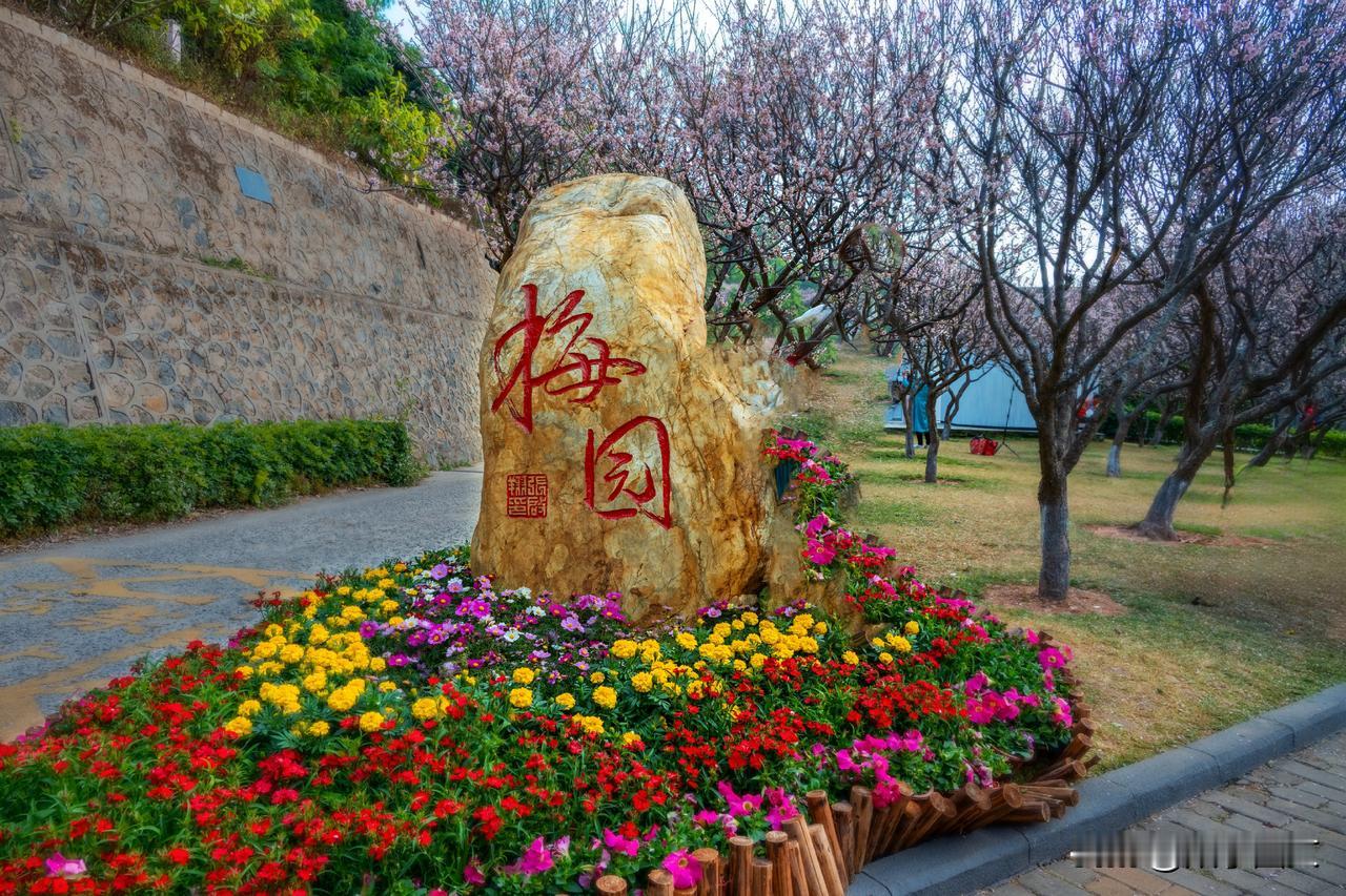 深圳赏梅，就在家门口的梅园

鹏城晴暖融寒色，梅园素英破腊芳，琼枝沐光，暗香浮动
