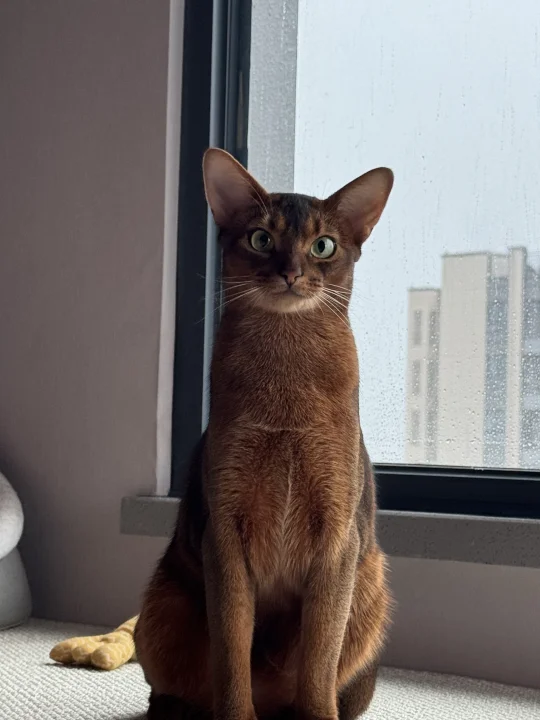 怎么一本正经的这猫