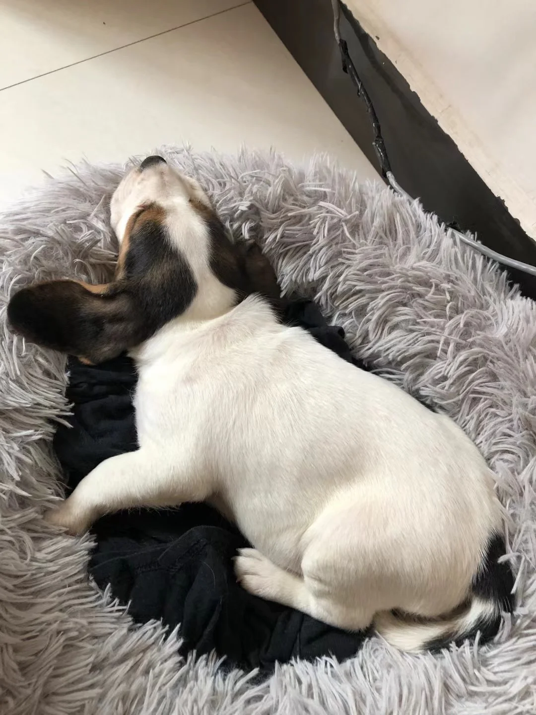 还念小狗小时候……