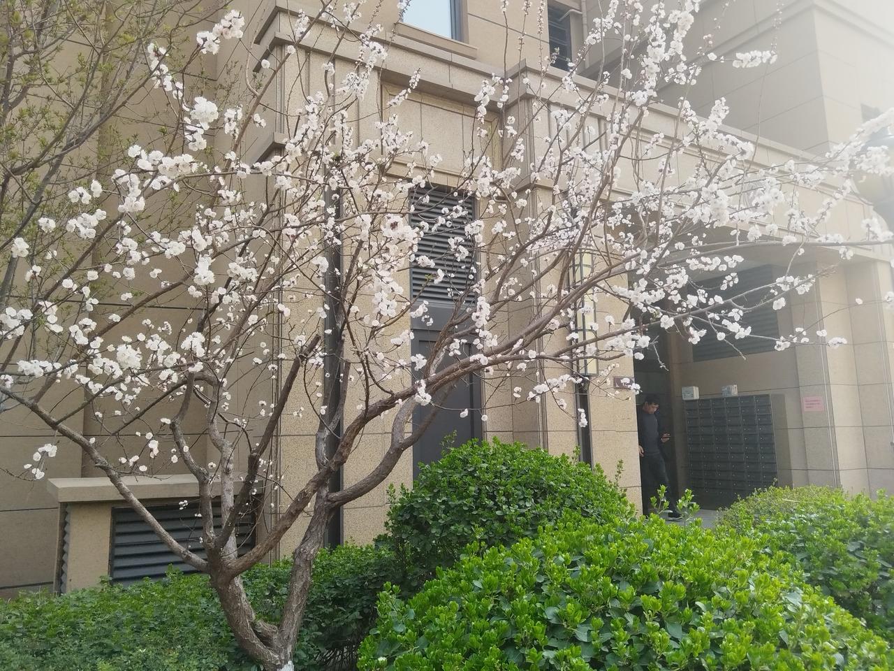 早上去跑步，春暖花开。
想起了一句诗:
忽如一夜春风来，千树万树梨花开！