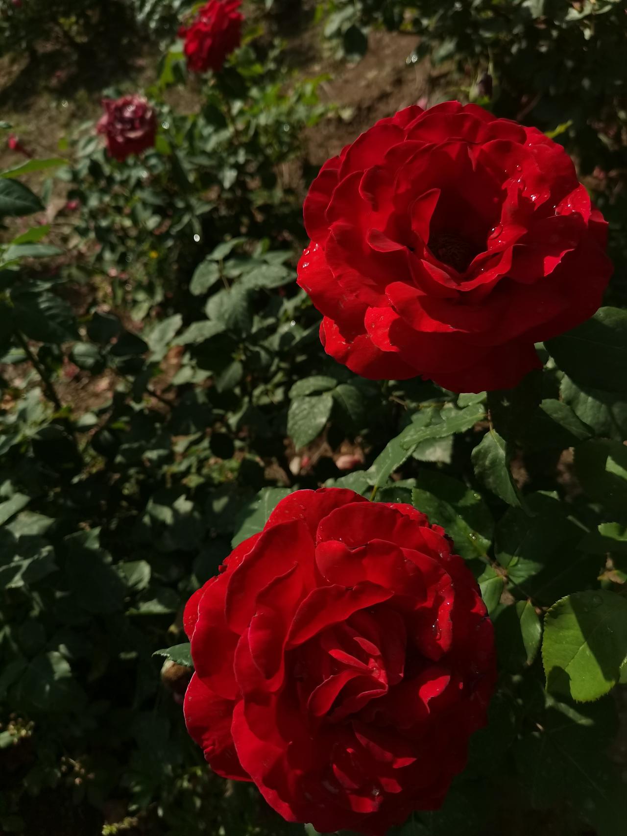 “花落花开无间断，一年长占四时春”。漫步在北京小区街头，最常见算是月季花了，明艳