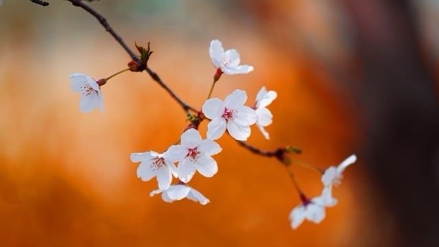 爱，是人的心智成长带来的副产物。爱，是人后天才能获得的能力，是受人类文化影响的产