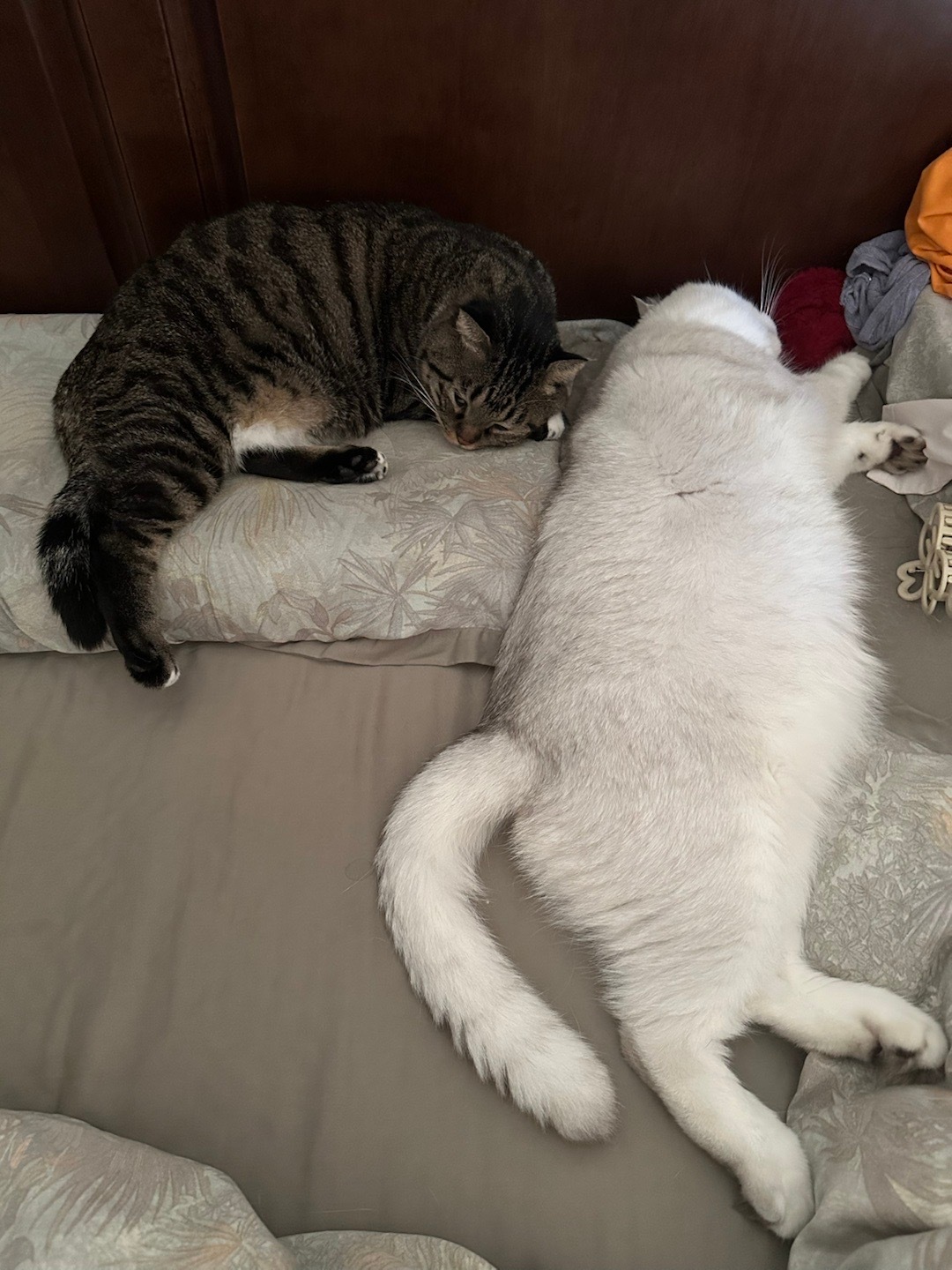 猪又把卷挤走了 ​​​