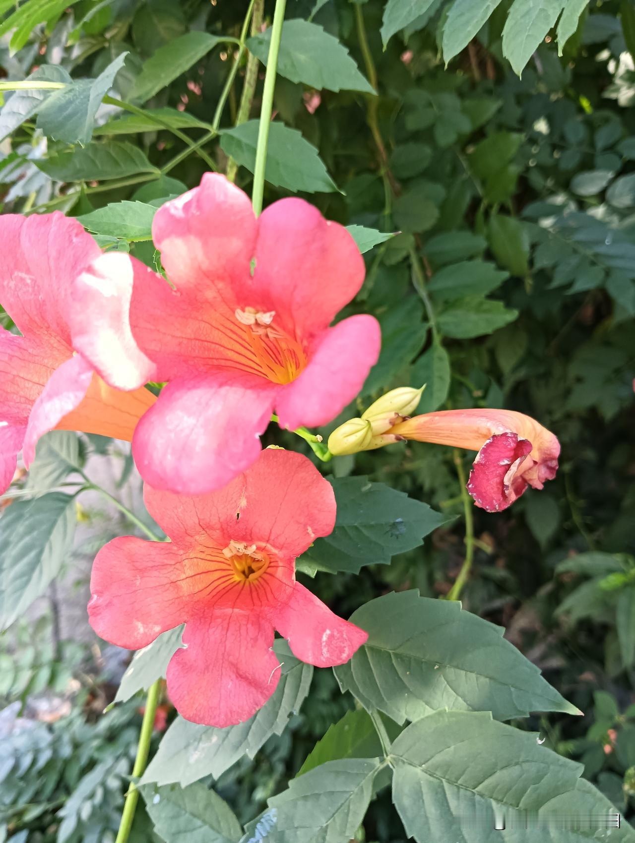秋日生活打卡季这个季节凌霄🌸花开的正艳，花儿为什么这么艳，这漂亮的凌霄花开了一