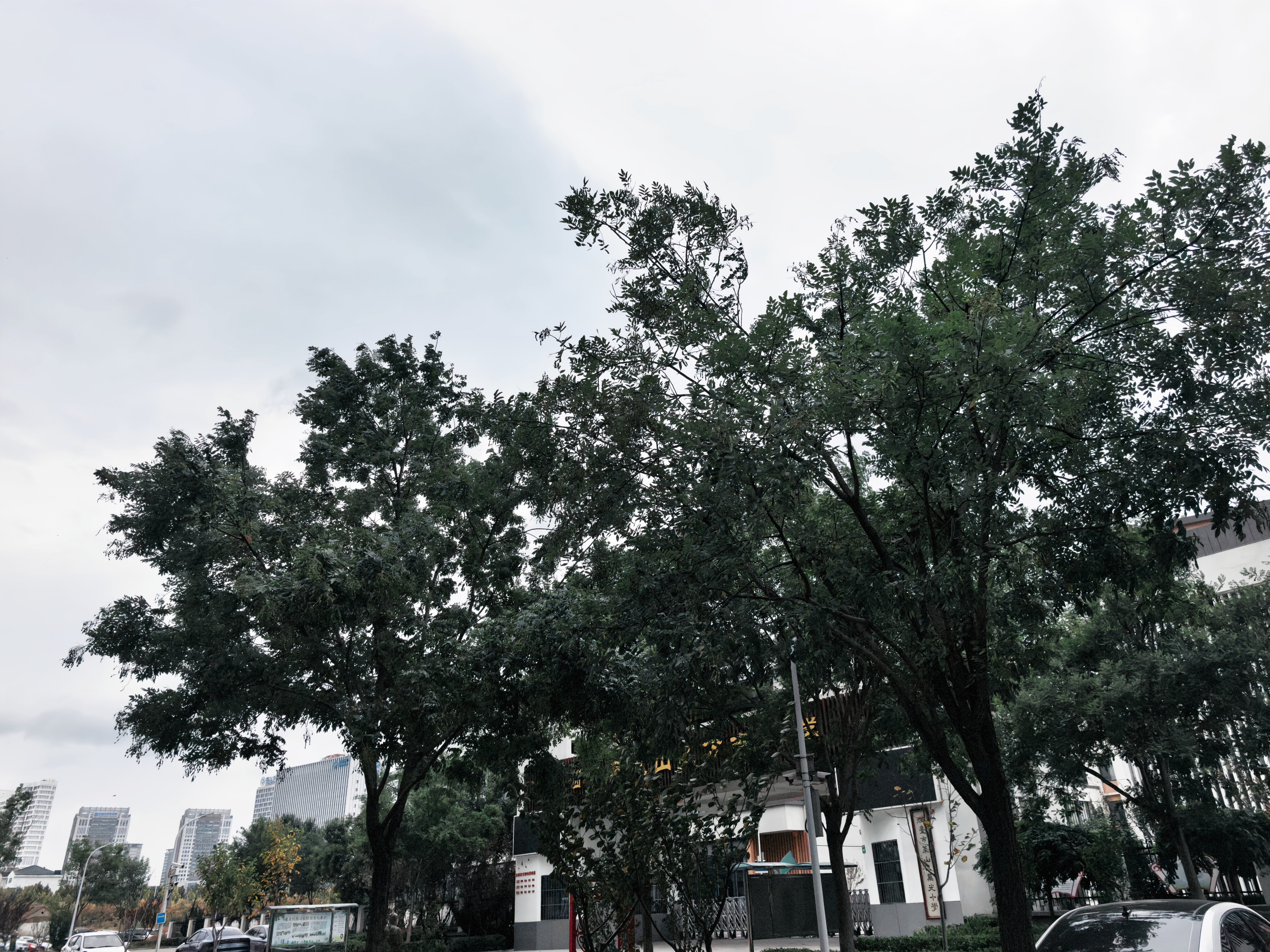 一起追秋到烟台烟台这个周末，真的有了深秋的样子，海面风力8-9级，树叶变黄了，开