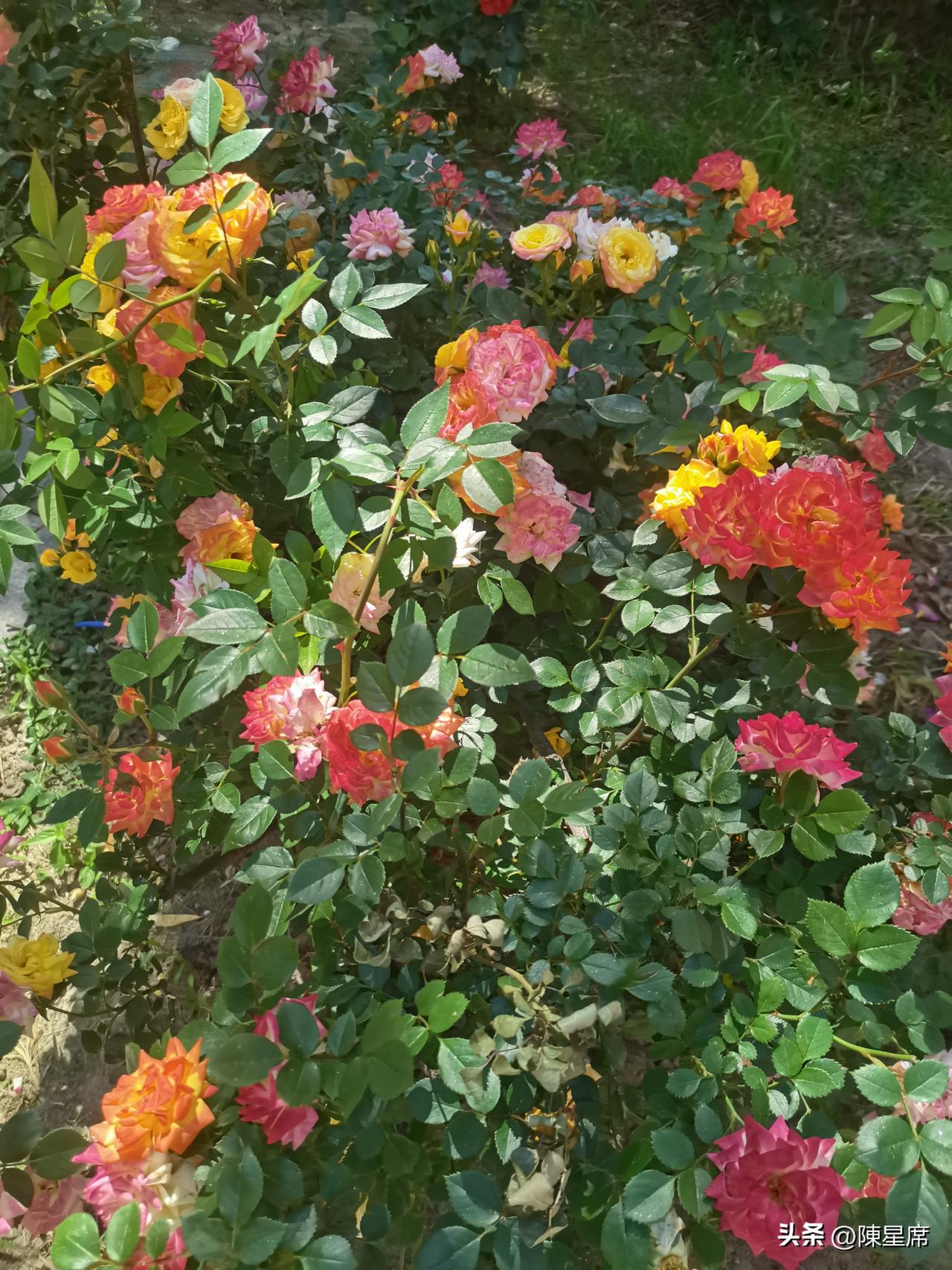 记录我的2026月季花几乎全年都能开花，仿佛不知疲倦的舞者，一直绽放着美丽。花姿