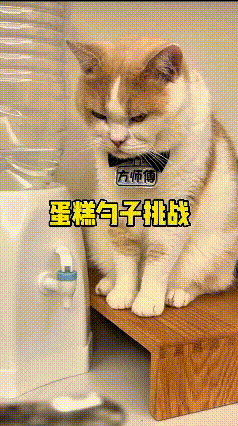 俺真是头一回见这么机灵的小猫！平常给主人接水，拿捏得刚刚好，水接得满满当当，一点