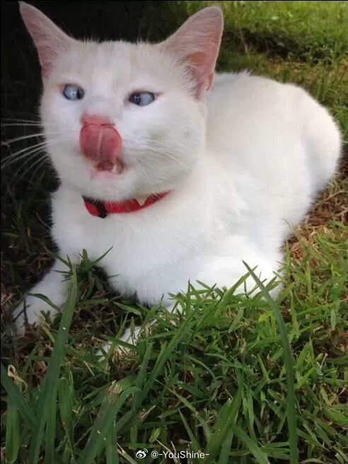 不知道它自己看不看得清，反正跟着闹的一波绝对纸张，毕竟一波流量和腿毛又稳固了。大