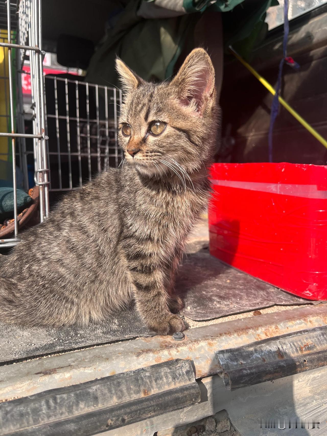 有没有可爱的猫咪图片