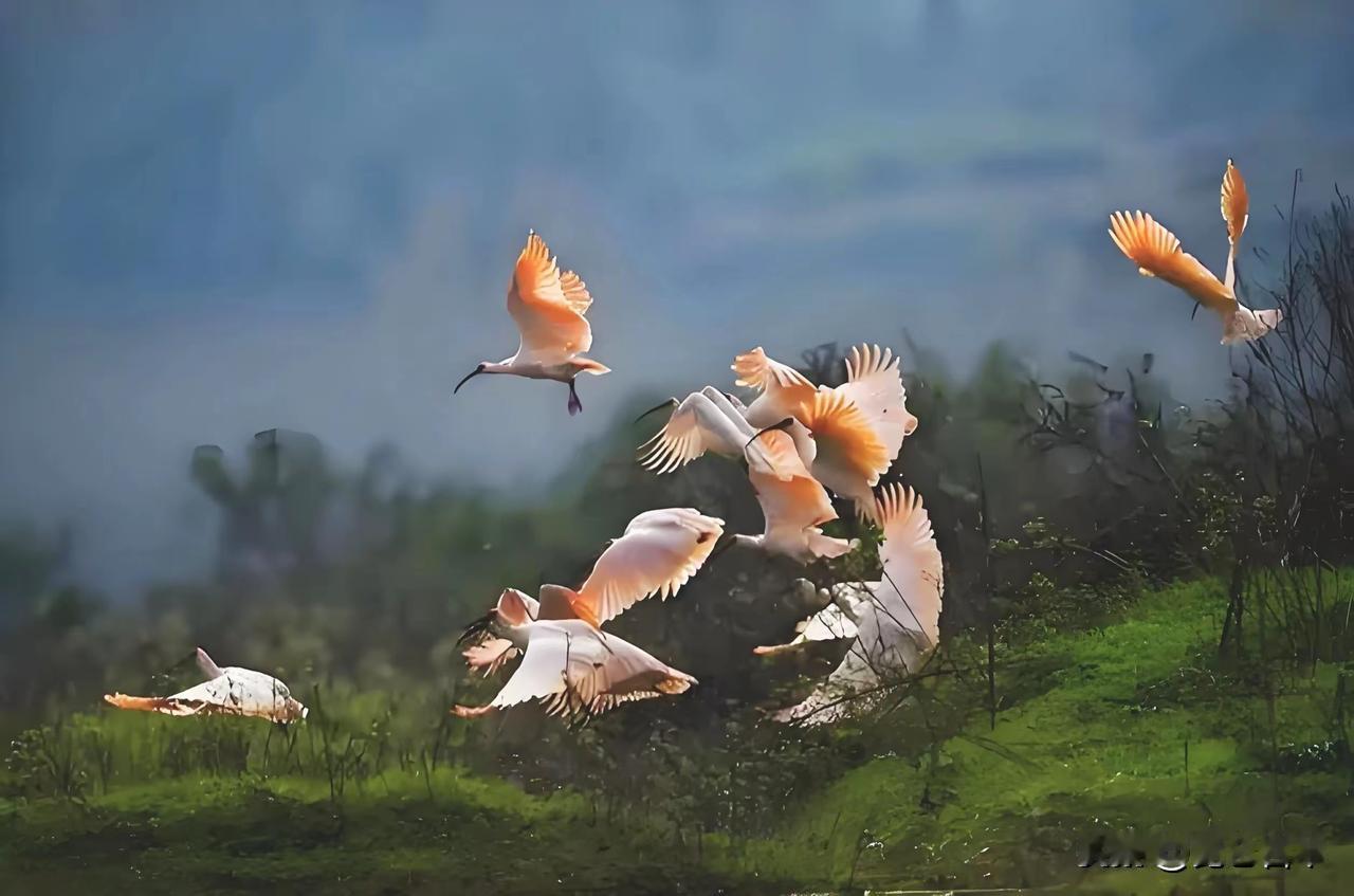 陕西省力度空前筑牢生态安全屏障把生态优势转化为发展胜势
作者:陈必成
     