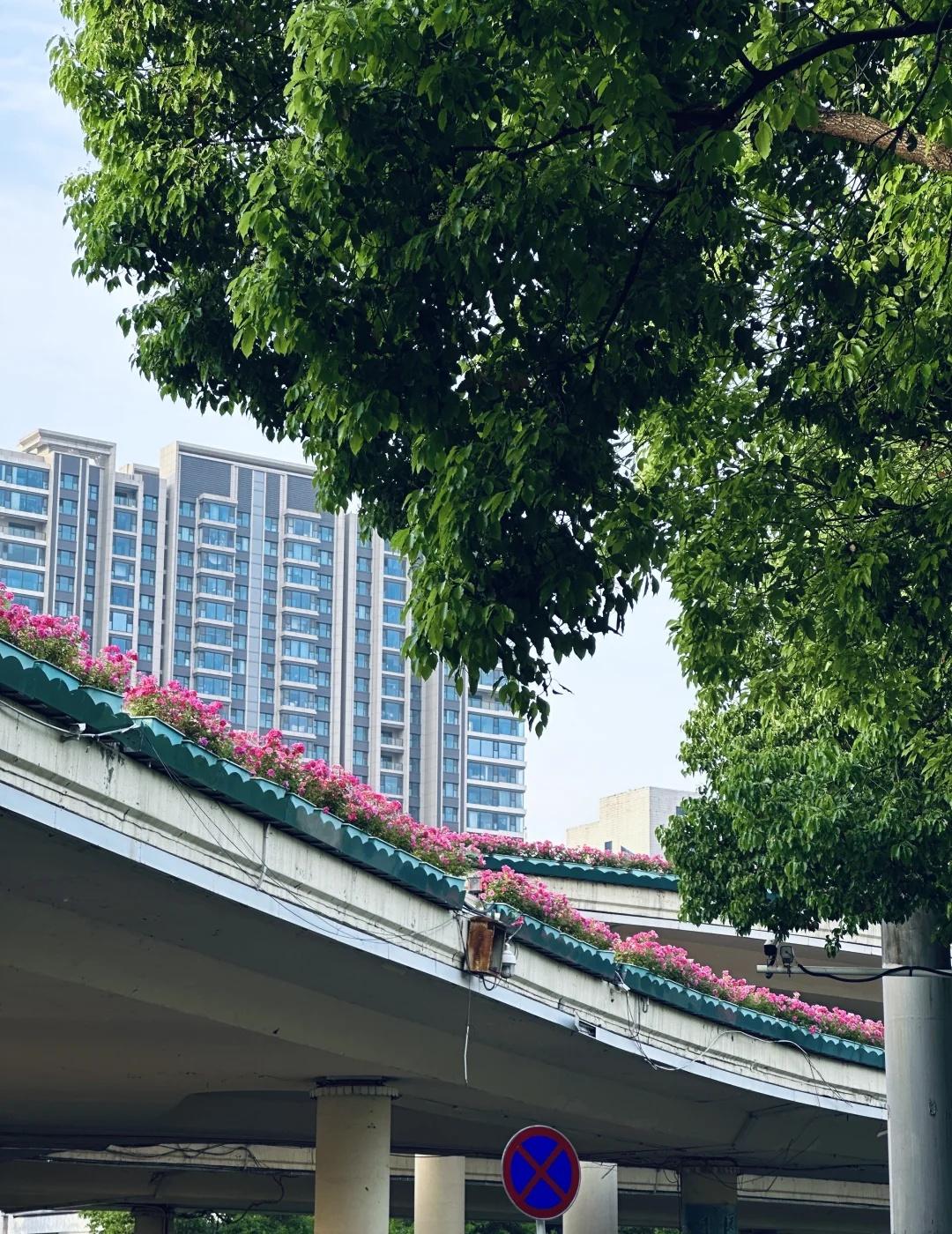 郑州的高架有种经济上行的美。。。。
路上的春天 郑州 郑州旅游