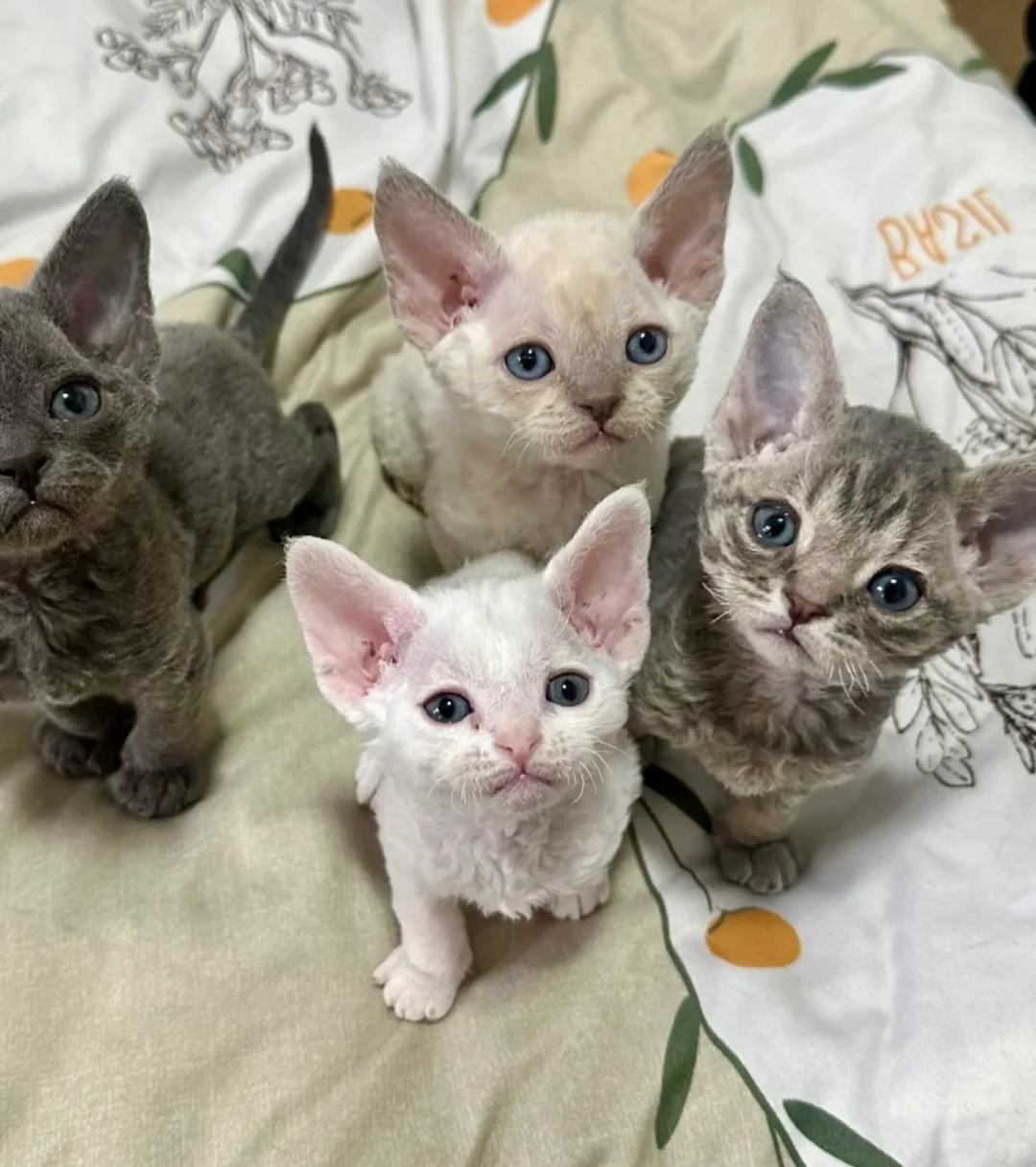 🇭🇰HK買貓💛一窩德文BB搵屋企～