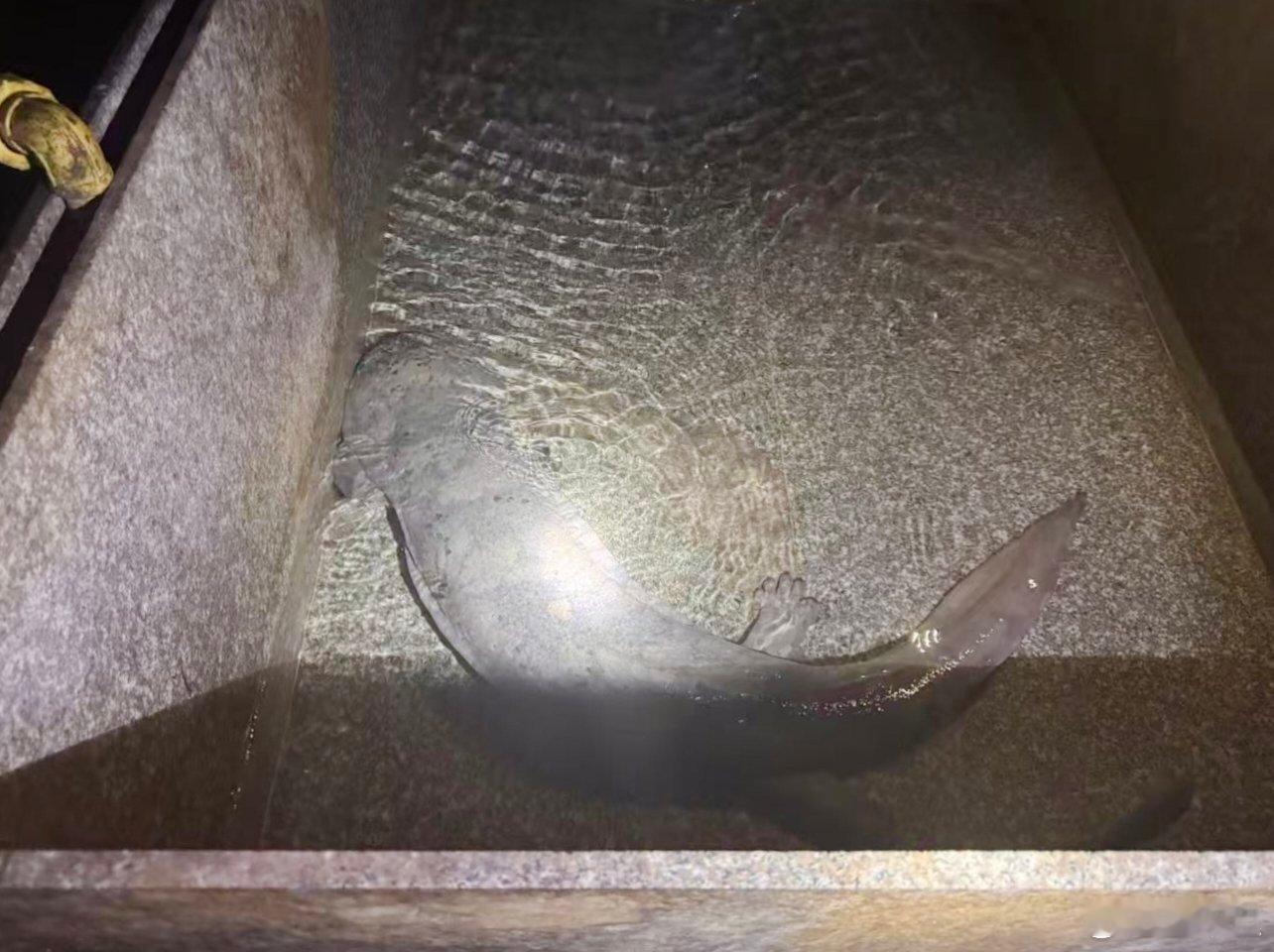 去山洞里看娃娃鱼。人工养殖的，旁边的小鱼是它的口粮。洞里真凉快啊，只有十八度，待
