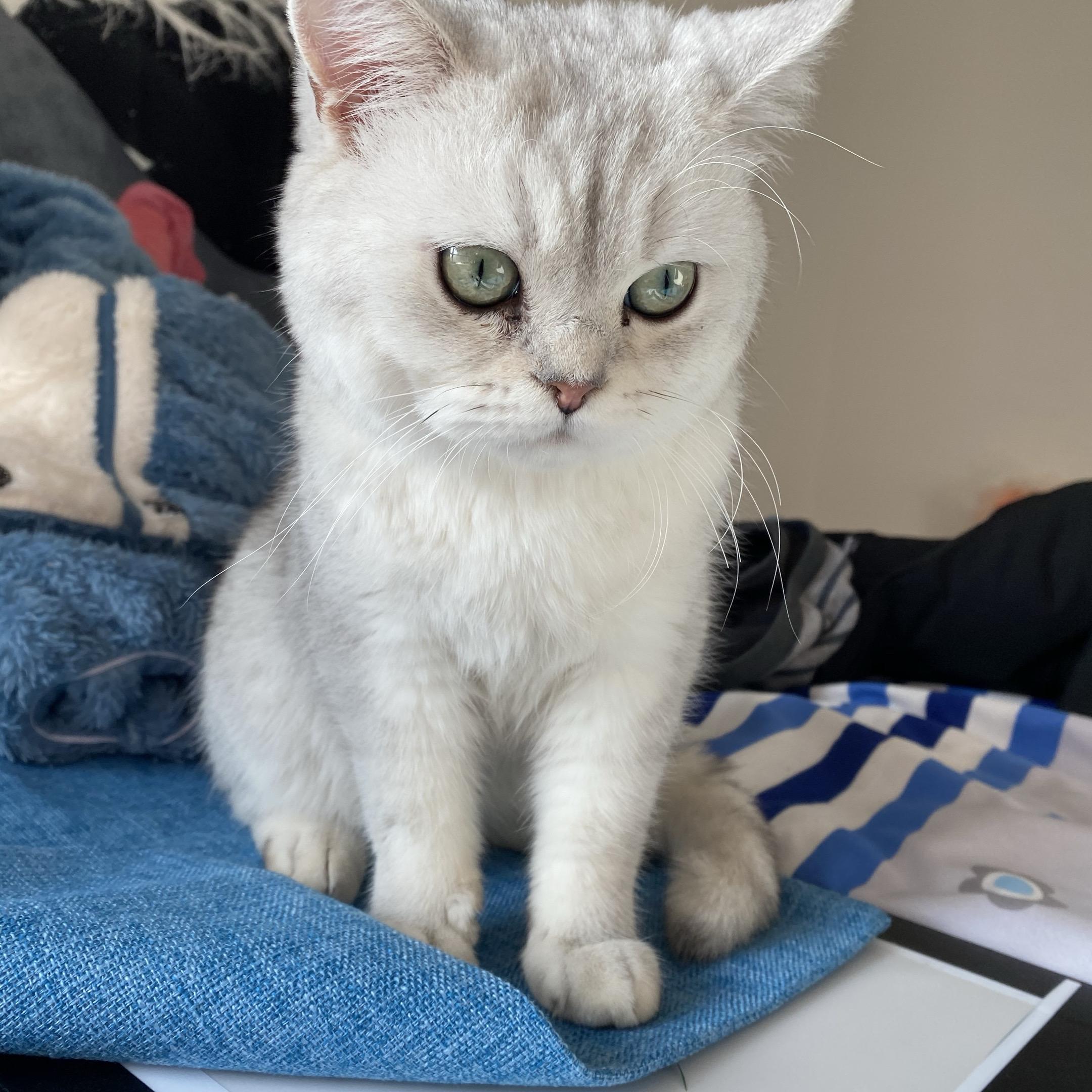 我的小猫你最近还好吗