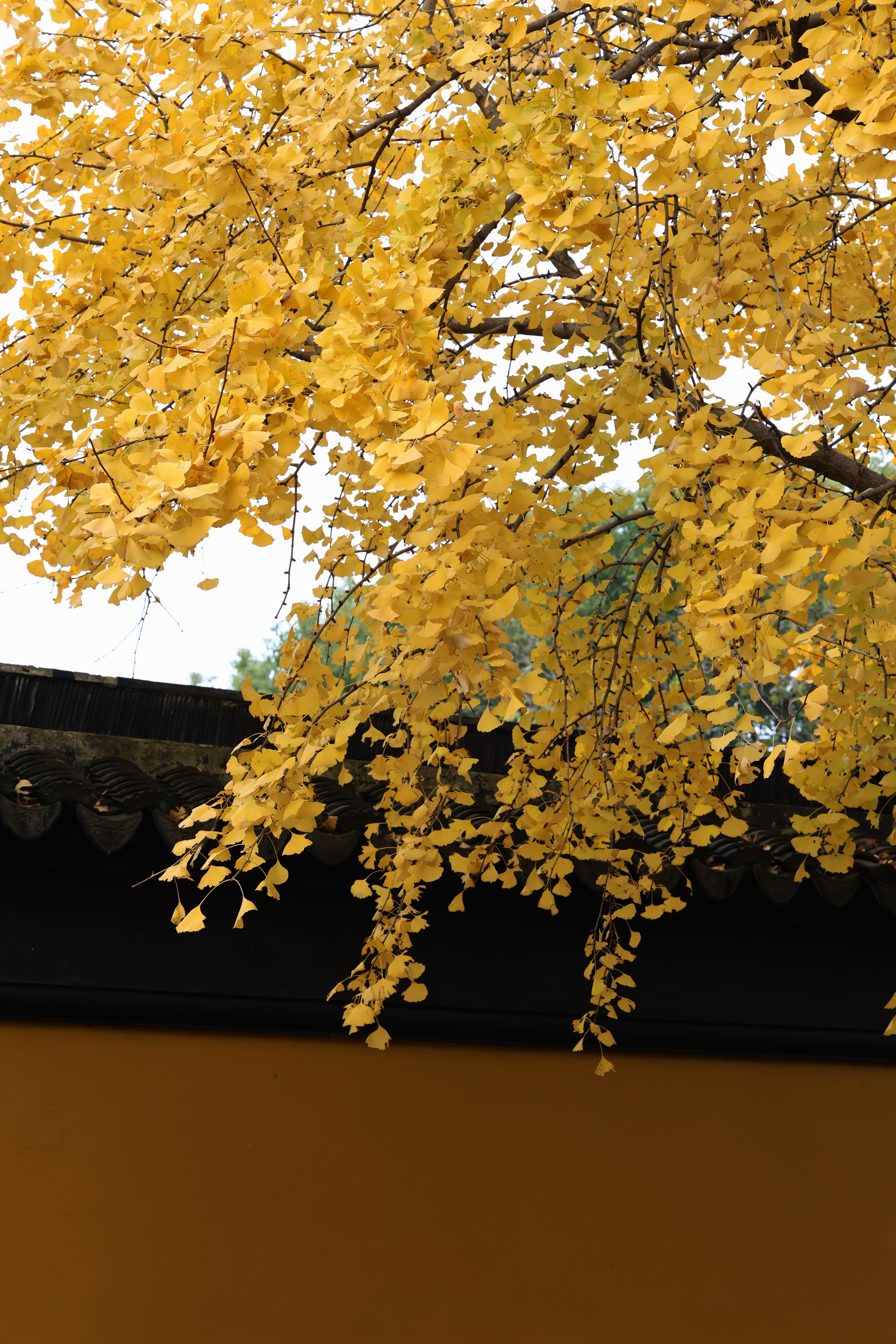 *冬时晚秋🍁 